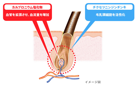 カロヤンプログレEXの毛根における育毛効果。カルプロニウム塩化物が血管を拡張させて、血流を増加させる。チクセツニンジンチンキが毛乳頭細胞を活性化させる。